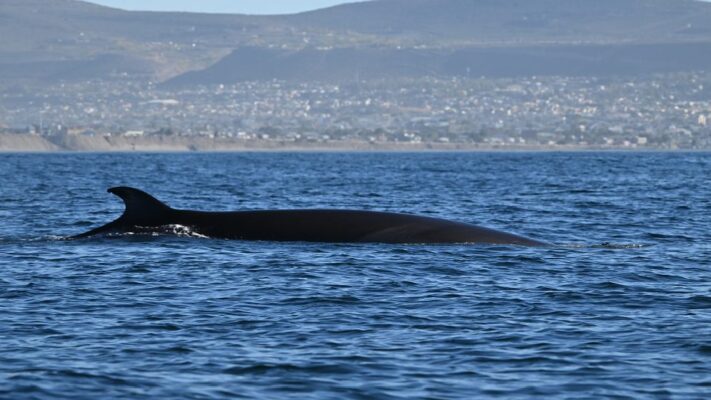 ballenas sei, cenpat