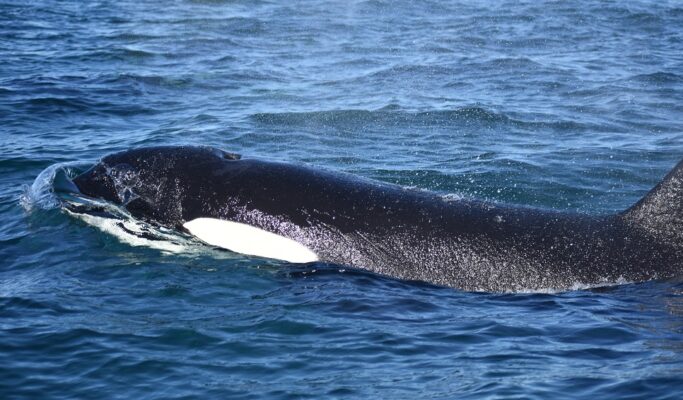ballenas, orcas