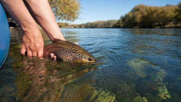 Fiesta Nacional, Neuquén, Trucha