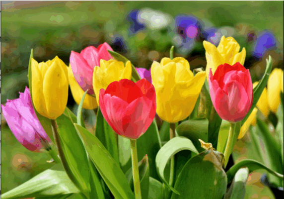 Trevelin, tulipanes
