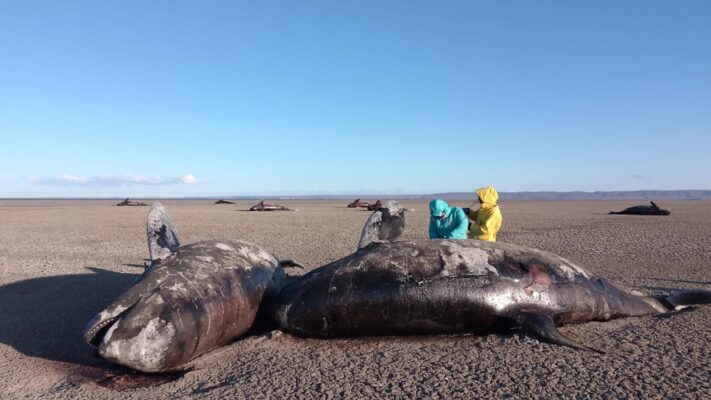orcas, varamiento