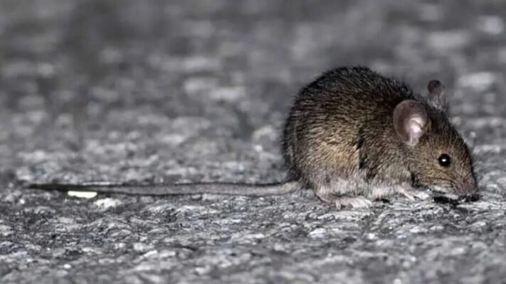 Corcovado, hantavirus