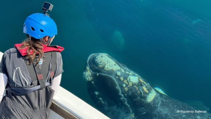 ballenas