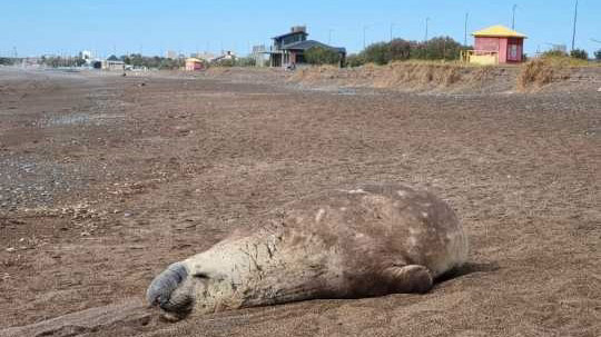 Fiscalía tomó intervención para el resguardo de Elefantes Marinos en Playa Unión