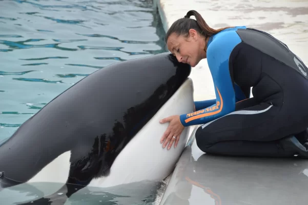 Kshamenk, orca