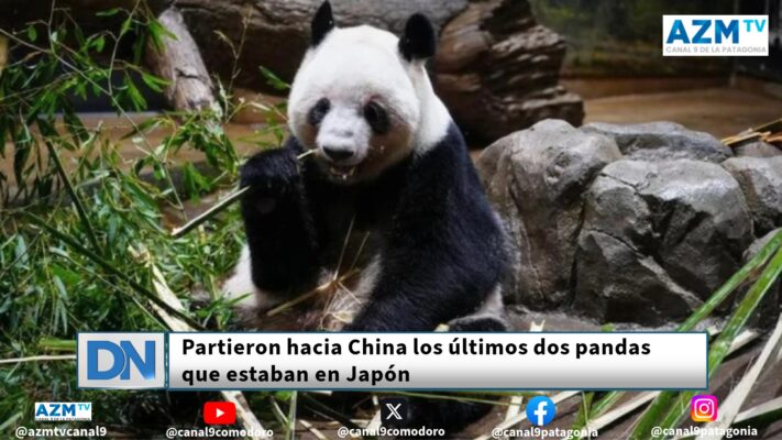 china, pandas