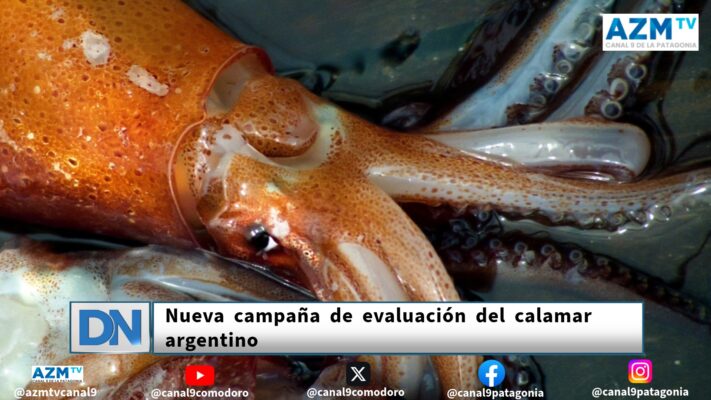 calamar