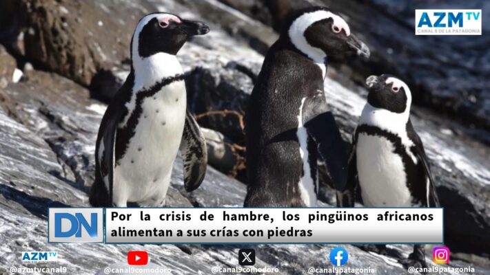 pingüinos