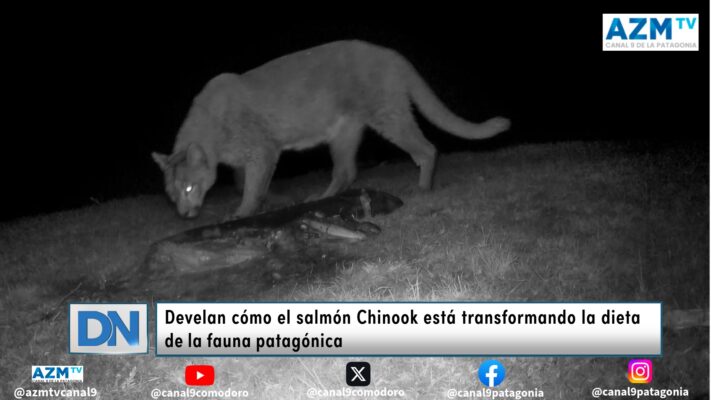 Develan cómo el salmón Chinook está transformando la dieta de la fauna patagónica