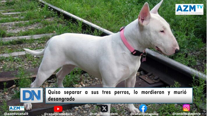 Quiso separar a sus tres perros, lo mordieron y murió desangrado