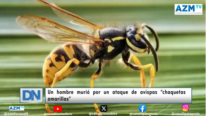 Un hombre murió por un ataque de avispas “chaquetas amarillas”