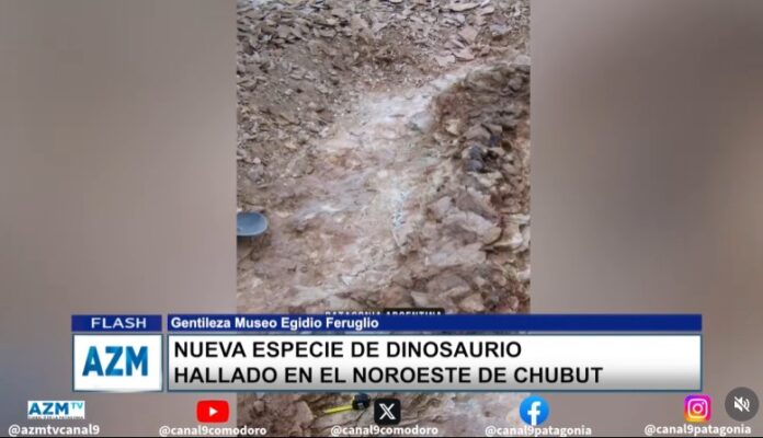 Nueva especie de dinosaurio hallado en el noroeste de Chubut