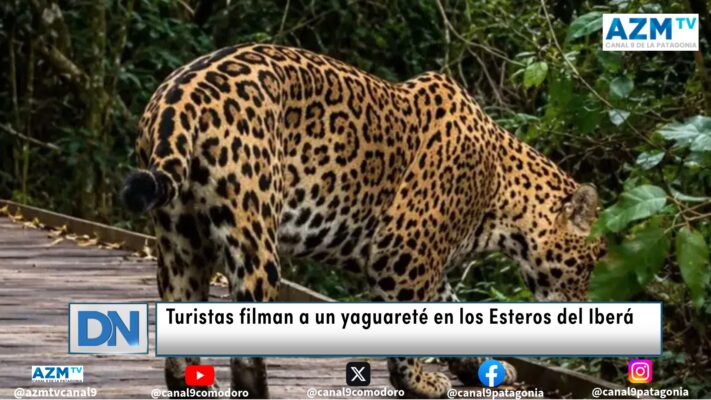Turistas filman a un yaguareté en los Esteros del Iberá