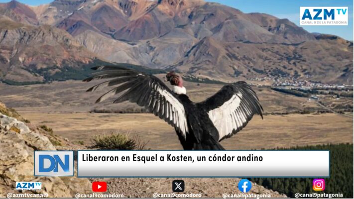 Liberaron en Esquel a Kosten, un cóndor andino