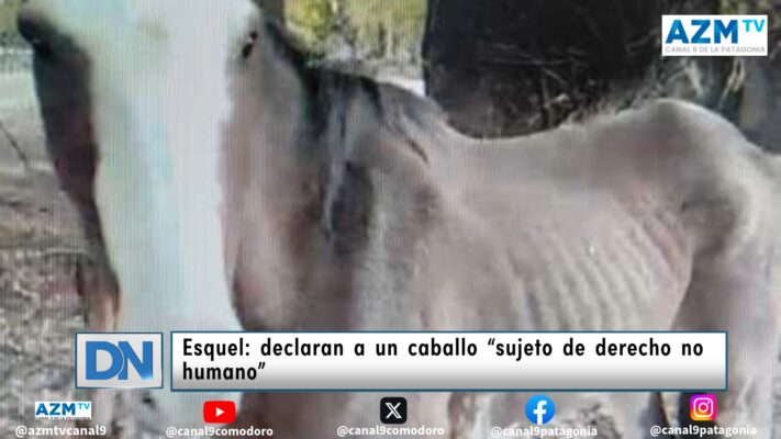 Esquel: declaran a un caballo “sujeto de derecho no humano”