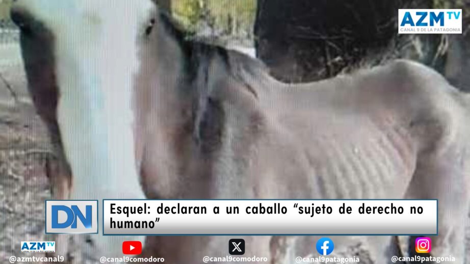 Esquel: declaran a un caballo “sujeto de derecho no humano”