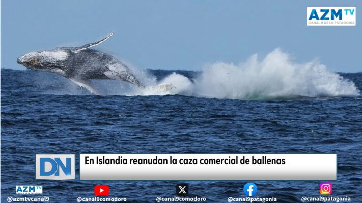 En #Islandia reanudan la caza comercial de #ballenas