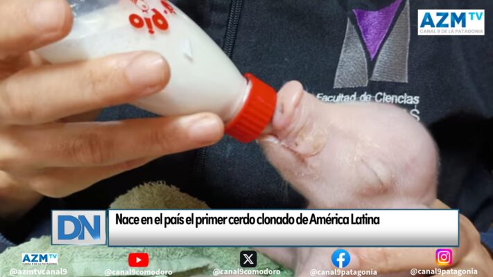 Nace en el país el primer cerdo clonado de América Latina