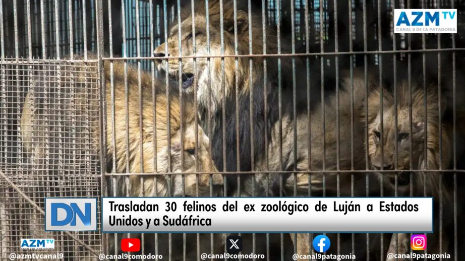 Trasladan 30 felinos del ex zoológico de Luján a Estados Unidos y a Sudáfrica