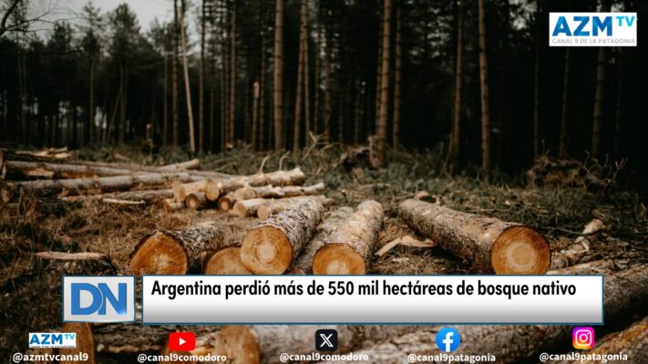 Argentina perdió más de 550 mil hectáreas de bosque nativo
