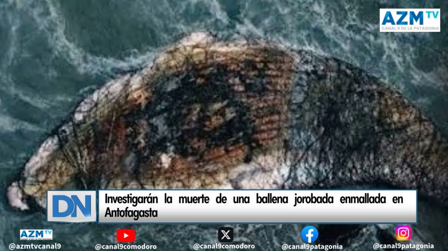 Investigarán la muerte de una ballena jorobada enmallada en Antofagasta