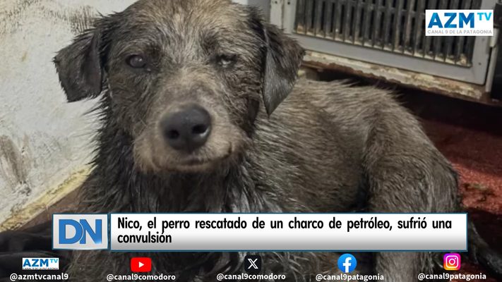 Nico, el perro rescatado de un charco de petróleo, sufrió una convulsión