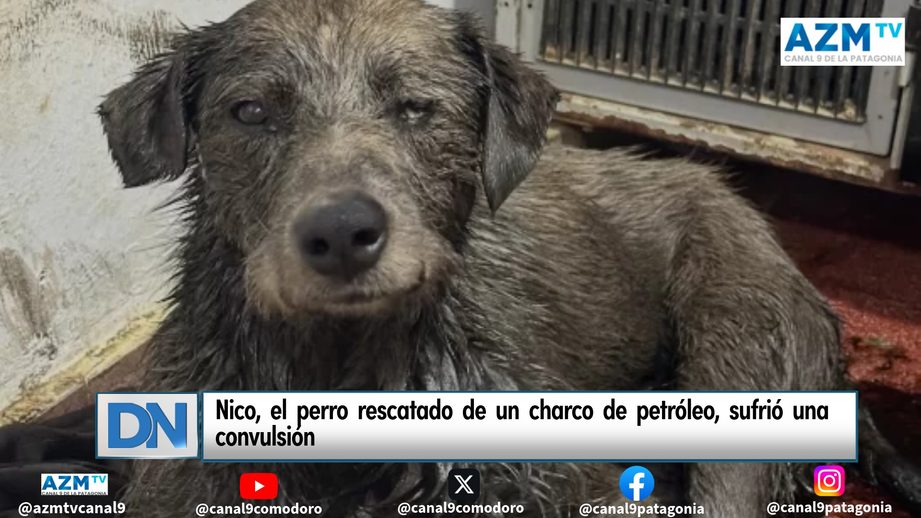 Nico, el perro rescatado de un charco de petróleo, sufrió una convulsión