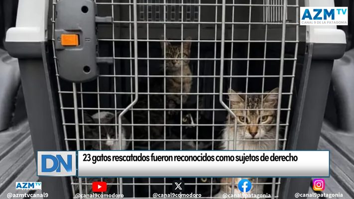 23 gatos rescatados fueron reconocidos como sujetos de derecho