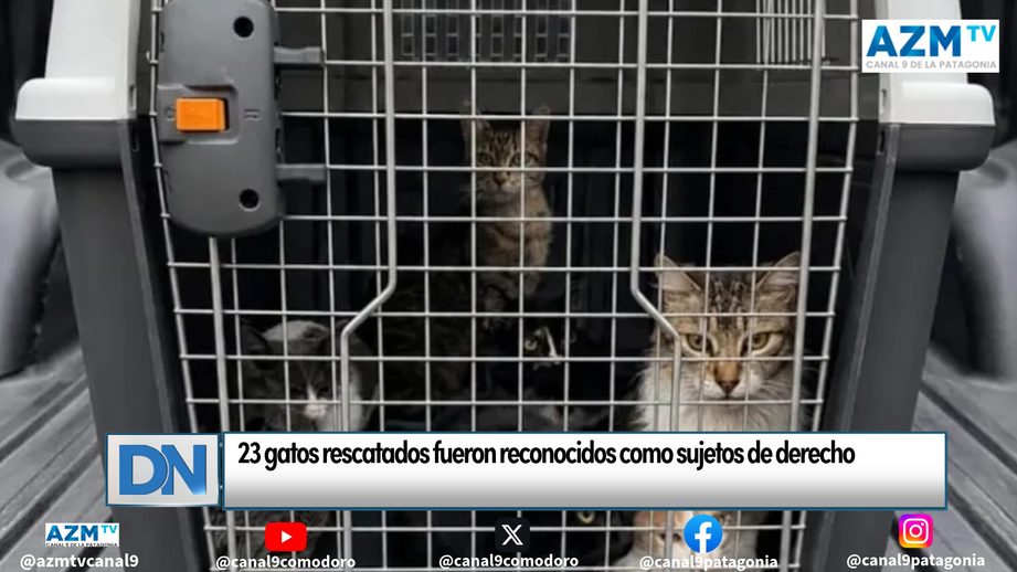 23 gatos rescatados fueron reconocidos como sujetos de derecho