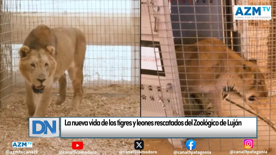 La nueva vida de los tigres y leones rescatados del Zoológico de Luján