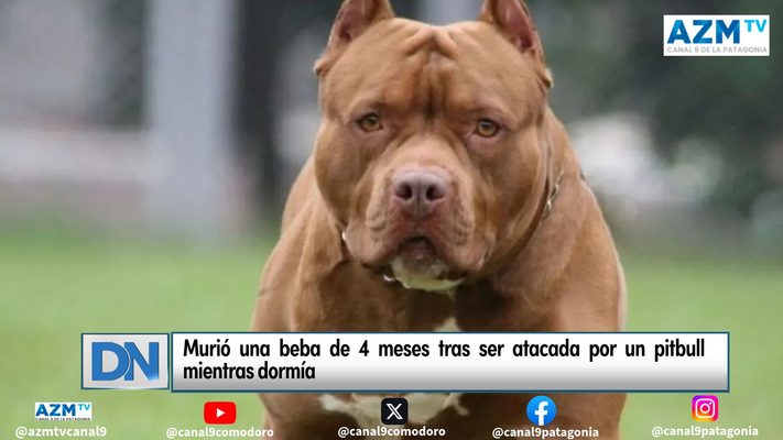 #beba, #pitbull