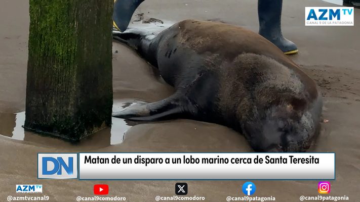 Matan de un disparo a un lobo marino cerca de Santa Teresita