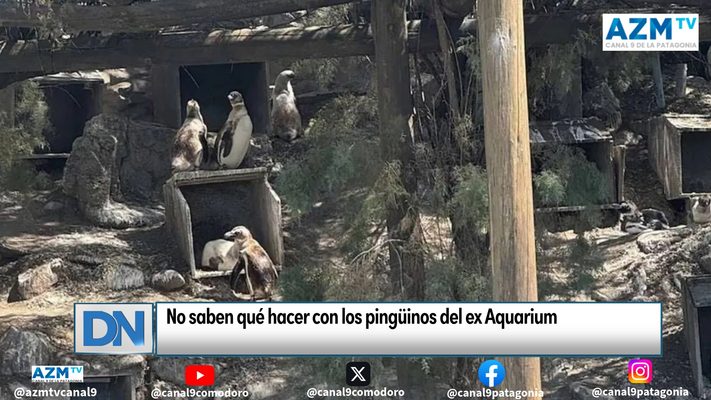 No saben qué hacer con los pingüinos del ex Aquarium