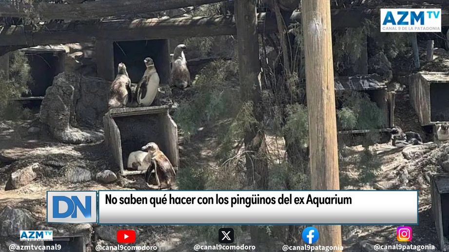 No saben qué hacer con los pingüinos del ex Aquarium