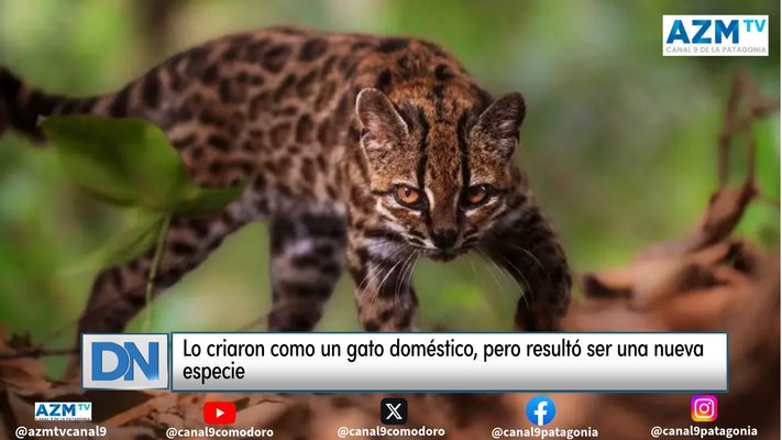 Lo criaron como un gato doméstico, pero resultó ser una nueva especie