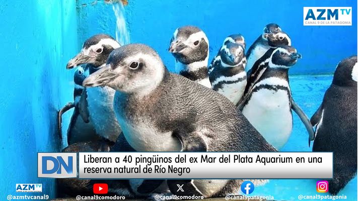 #comodoro #patagonia #canal9comodoro #canal9patagonia