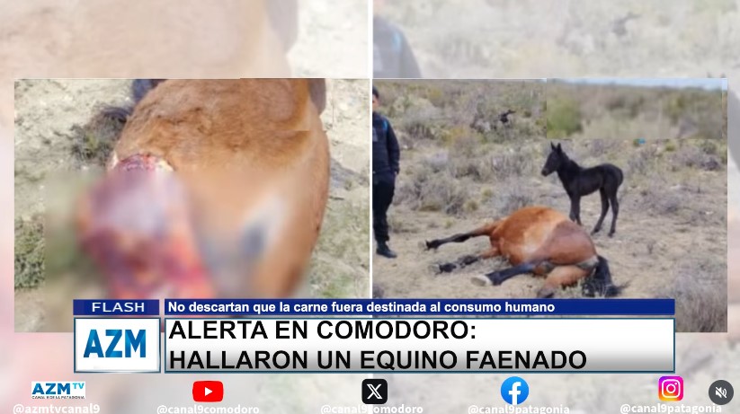 Alerta en Comodoro: hallaron un equino faenado