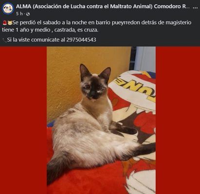 Publicación de ALMA (Asociación de Lucha contra el Maltrato Animal) Comodoro Rivadavia