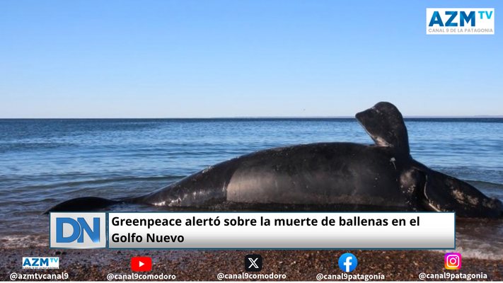 Greenpeace alertó sobre la muerte de ballenas en el Golfo Nuevo