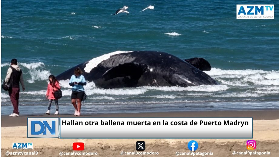 #ballena, #Madryn